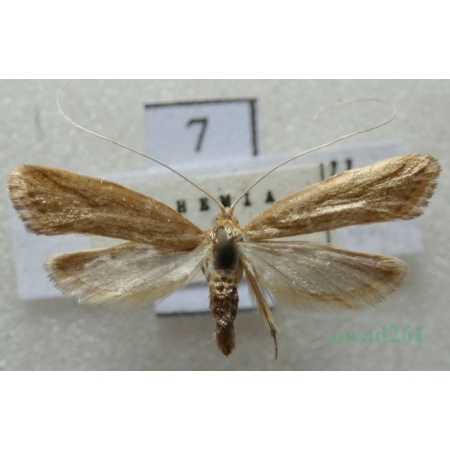 Nematopogon swammerdamella (Linnaeus, 1758) Czech7